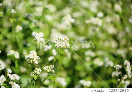 爽やか　満開　ソバの花 122742659
