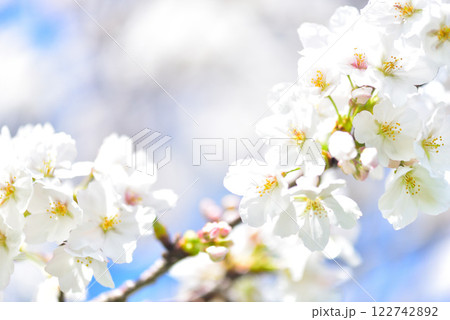 日本の春 満開の桜 日本の春 満開の桜 122742892