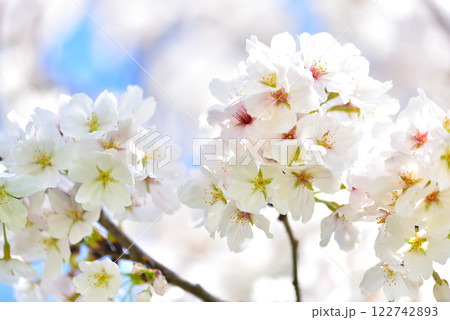 日本の春 満開の桜 日本の春 満開の桜 122742893