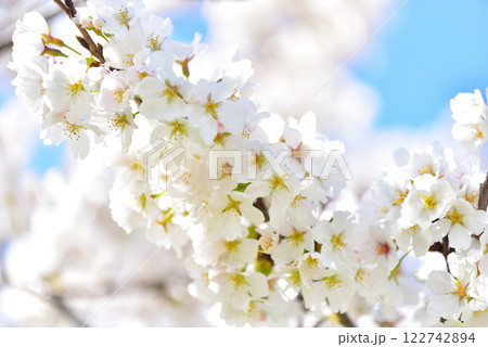 日本の春 満開の桜 122742894