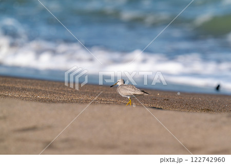 波打ち際で餌を探しているキアシシギ 122742960