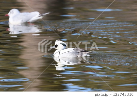 《小田原城》ミコアイサ 《小田原城》ミコアイサ 122743310
