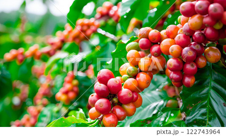 Red coffee beans branch ripening in agriculture farm.-Enhanced. 122743964