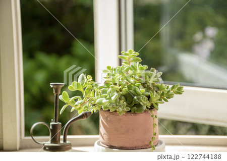 窓辺の多肉植物の寄せ植え 窓辺の多肉植物の寄せ植え 122744188