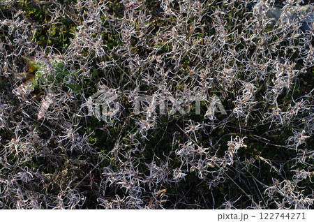 太平洋を背景に広がる砂浜。しっかりと根を生やした植物たちが、厳しい寒風吹く中、静かに息づいている。 122744271