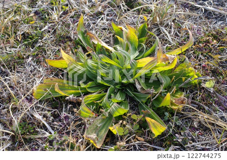 太平洋を背景に広がる砂浜。しっかりと根を生やした植物たちが、厳しい寒風吹く中、静かに息づいている。 122744275