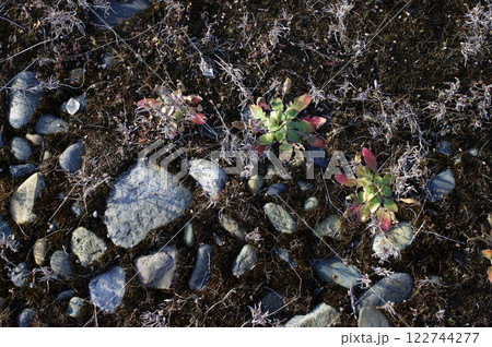 太平洋を背景に広がる砂浜。しっかりと根を生やした植物たちが、厳しい寒風吹く中、静かに息づいている。 122744277