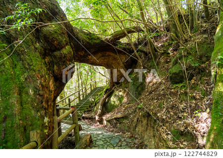 屋久島のヤクスギランドのくぐり栂（くぐりつが） 122744829