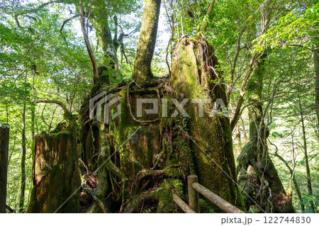 屋久島のヤクスギランドのかつて切り倒された屋久杉 122744830