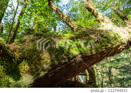 屋久島のヤクスギランドの屋久杉 122744831