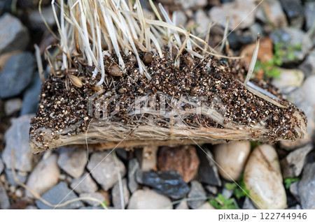 Close up of Fibrous roots. Fibrous roots are the roots that arise from the base of the stem rather than the radicle of the seed. 122744946