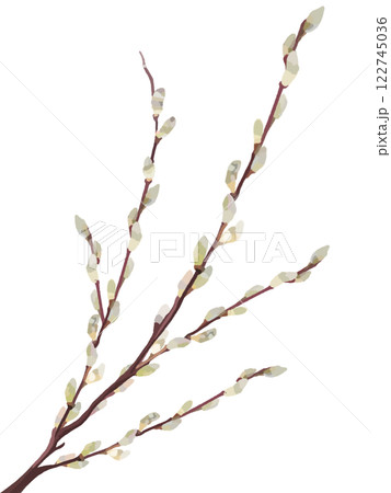 ネコヤナギ 122745036