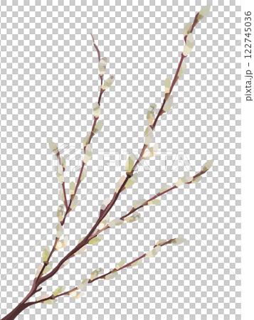 ネコヤナギ 122745036