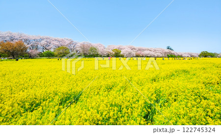 権現堂桜堤 権現堂桜堤 122745324