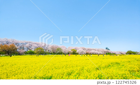 権現堂桜堤 権現堂桜堤 122745326