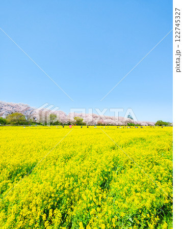 権現堂桜堤 権現堂桜堤 122745327