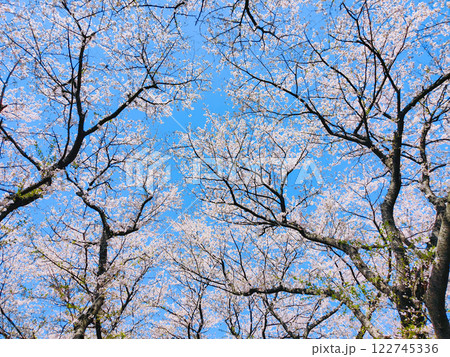 桜と青空 122745336