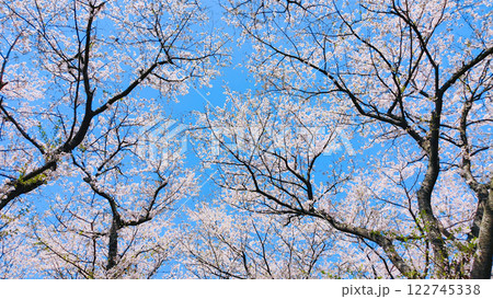 桜と青空 122745338