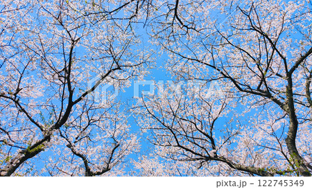 桜と青空 桜と青空 122745349