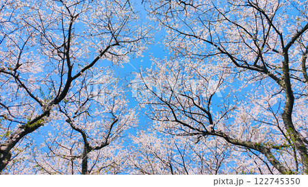桜と青空 桜と青空 122745350
