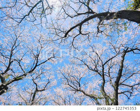 桜と青空 桜と青空 122745353