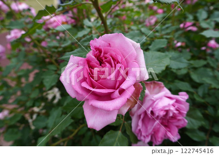 ローズポンパドール01 ローズポンパドール01 122745416