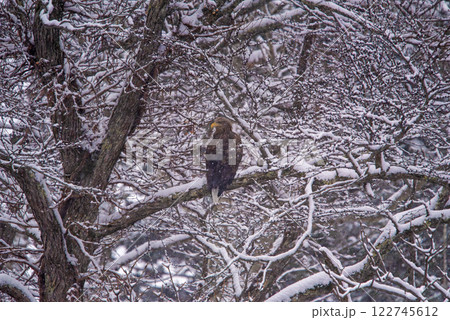 雪積もる枝に止まるオジロワシ1 雪積もる枝に止まるオジロワシ1 122745612