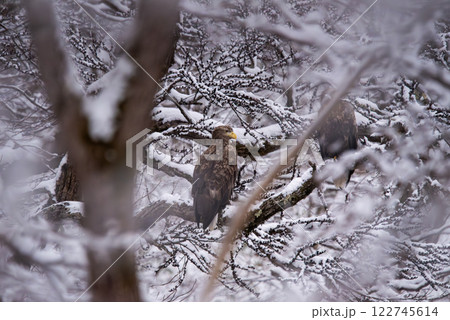 雪積もる枝に止まるオジロワシ3 雪積もる枝に止まるオジロワシ3 122745614