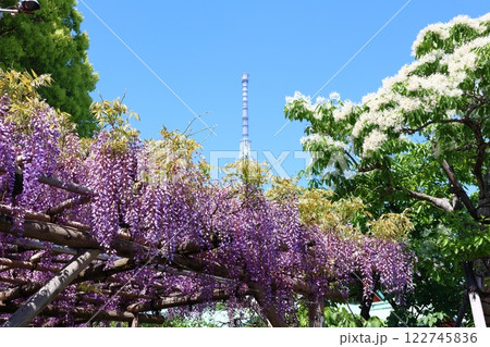 亀戸天神社の藤まつりと東京スカイツリー ふじ棚 亀戸天神 亀戸天満宮 東京都江東区亀戸 亀戸天神社の藤まつりと東京スカイツリー ふじ棚 亀戸天神 亀戸天満宮 東京都江東区亀戸 122745836