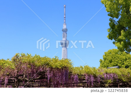 亀戸天神社の藤まつりと東京スカイツリー ふじ棚 亀戸天神 亀戸天満宮 東京都江東区亀戸  亀戸天神社の藤まつりと東京スカイツリー ふじ棚 亀戸天神 亀戸天満宮 東京都江東区亀戸  122745838