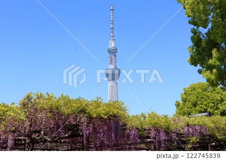 亀戸天神社の藤まつりと東京スカイツリー ふじ棚 亀戸天神 亀戸天満宮 東京都江東区亀戸 亀戸天神社の藤まつりと東京スカイツリー ふじ棚 亀戸天神 亀戸天満宮 東京都江東区亀戸 122745839