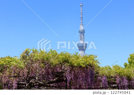 亀戸天神社の藤まつりと東京スカイツリー　ふじ棚　亀戸天神　亀戸天満宮　東京都江東区亀戸　 122745841