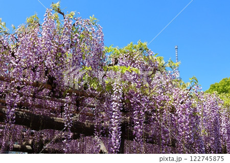 亀戸天神社の藤まつりと東京スカイツリー ふじ棚 亀戸天神 亀戸天満宮 東京都江東区亀戸 亀戸天神社の藤まつりと東京スカイツリー ふじ棚 亀戸天神 亀戸天満宮 東京都江東区亀戸 122745875