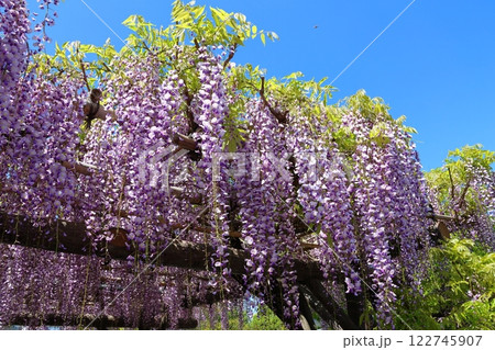 東京都江東区亀戸にある亀戸天神社の藤まつり ふじ棚 亀戸天神 亀戸天満宮 東京都江東区亀戸にある亀戸天神社の藤まつり ふじ棚 亀戸天神 亀戸天満宮 122745907