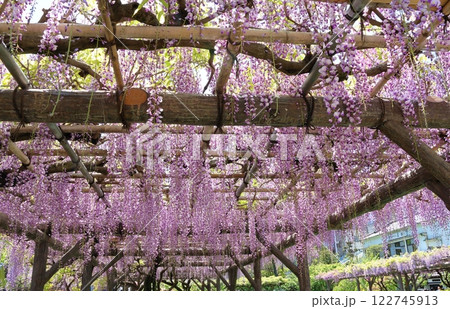 東京都江東区亀戸にある亀戸天神社の藤まつり　ふじ棚　亀戸天神　亀戸天満宮 122745913