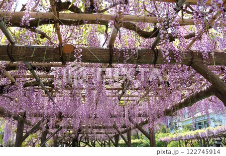 東京都江東区亀戸にある亀戸天神社の藤まつり　ふじ棚　亀戸天神　亀戸天満宮 122745914