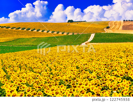 アンダルシア地方の美しいひまわり畑の絶景 アンダルシア地方の美しいひまわり畑の絶景 122745938