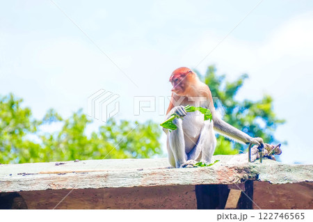 A playful Bekantan or Proboscis monkey munches on papaya leaf, surrounded by vibrant greenery, showcasing its curious nature in a lively habitat. A playful Bekantan or Proboscis monkey munches on papaya leaf, surrounded by vibrant greenery, showcasing its curious nature in a lively habitat. 122746565