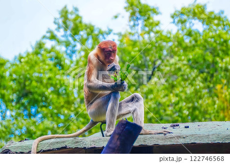 A playful Bekantan or Proboscis monkey munches on papaya leaf, surrounded by vibrant greenery, showcasing its curious nature in a lively habitat. A playful Bekantan or Proboscis monkey munches on papaya leaf, surrounded by vibrant greenery, showcasing its curious nature in a lively habitat. 122746568