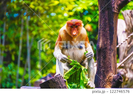 A playful Bekantan or Proboscis monkey munches on papaya leaf, surrounded by vibrant greenery, showcasing its curious nature in a lively habitat. 122746576
