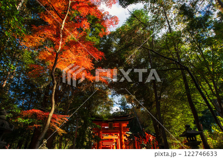 Autum red maple leaf garden by Torii gate in Fushimi Inari, Kyoto Autum red maple leaf garden by Torii gate in Fushimi Inari, Kyoto 122746633