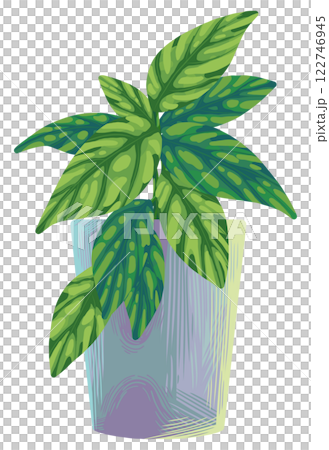 momstera karstenianum 122746945