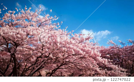 青空に咲く満開の桜の背景 122747022