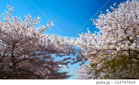 青空に咲く満開の桜の背景 122747024