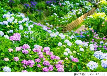 あじさい寺の紫陽花の花 122747102