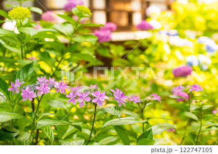 あじさい寺の紫陽花の花 あじさい寺の紫陽花の花 122747105