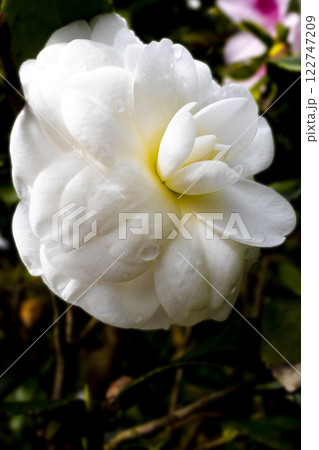 つばき カメリア ツバキ属 122747209