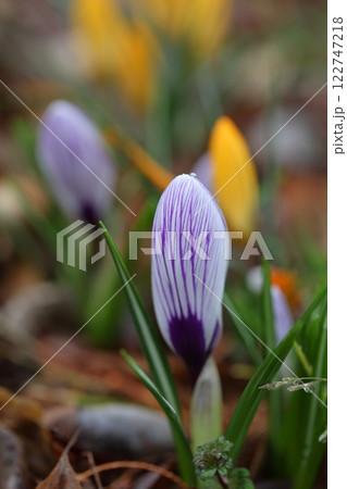 絞り咲きのクロッカス・花の蕾と雨雫 122747218