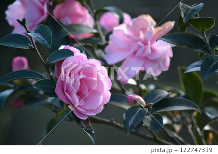 ツバキ・ウィリアムシー 122747319