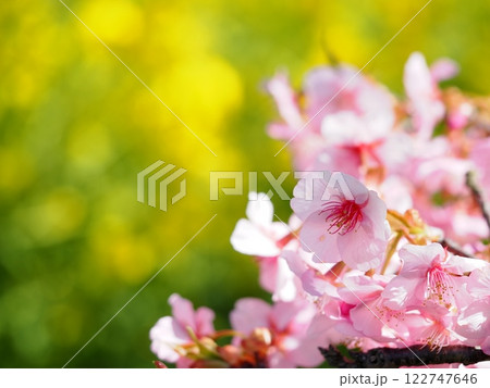 菜の花と桜の花びら 122747646